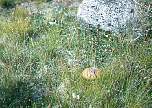 Flowers 6-54.jpg